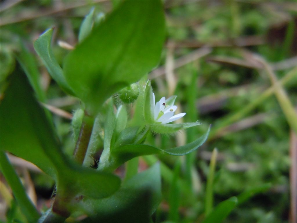 Stellaria media / Centocchio comune